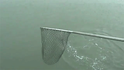 shark.gif